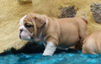 ROMA FEMMINUCCIA DI BULLDOG INGLESE